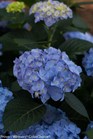 /Images/johnsonnursery/product-images/Hydrangea Lets Dance Blue Jangles_8blcowulq.jpg